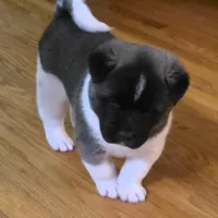 Charm, a female Akita for sale in Bidwell, OH – Photo 8 of 10
