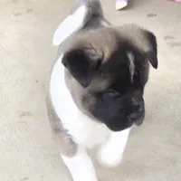 Charm, a female Akita for sale in Bidwell, OH – Photo 1 of 10