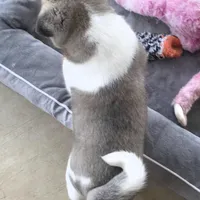 Charm, a female Akita for sale in Bidwell, OH – Photo 7 of 10