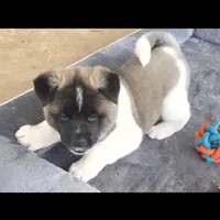Charm, a female Akita for sale in Bidwell, OH – Photo 3 of 10
