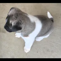 Charm, a female Akita for sale in Bidwell, OH – Photo 6 of 10