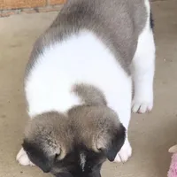 Charm, a female Akita for sale in Bidwell, OH – Photo 2 of 10