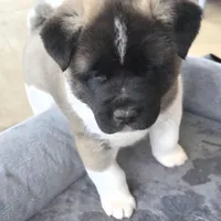 Charm, a female Akita for sale in Bidwell, OH – Photo 10 of 10