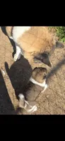 AKC Gypsy's BONNIE, a female Akita for sale in Bidwell, OH – 7 of 10