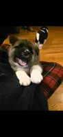 Finn, a male Akita for sale in Bidwell, OH – Photo 4 of 10