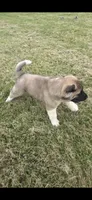 Thor, a male Akita for sale in Bidwell, OH – 7 of 8