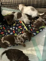 Woody, a male Miniature Dachshund for sale in Walnut Cove, NC – 4 of 6