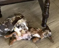 Woody, a male Miniature Dachshund for sale in Walnut Cove, NC – 5 of 6