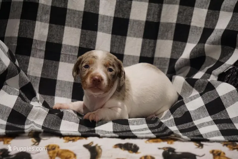 Woody – Miniature Dachshund puppy for sale in Walnut Cove, NC