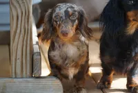 Woody, a male Miniature Dachshund for sale in Walnut Cove, NC – 3 of 6