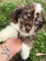 Gunner, a male Cocker Spaniel for sale in Madisonville, KY – 1 of 5
