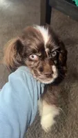 Gunner, a male Cocker Spaniel for sale in Madisonville, KY – 2 of 5