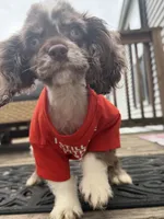 Gunner, a male Cocker Spaniel for sale in Madisonville, KY – 3 of 5