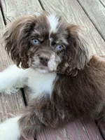 Gunner, a male Cocker Spaniel for sale in Madisonville, KY – 5 of 5