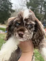 Gunner, a male Cocker Spaniel for sale in Madisonville, KY – 4 of 5