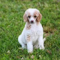 Upcoming Litter, a  Poodle for sale in Verona, MO – Photo 8 of 10