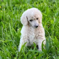 Upcoming Litter, a  Poodle for sale in Verona, MO – Photo 2 of 10