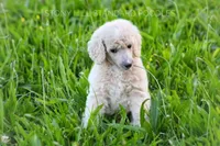 processed/9e6a9ff6-6275-433b-ab5a-cd89e11f8197/listing/267cf14a-c3f8-4955-bdea-4a9f858e1aaf/98278504-a5a0-4e71-864c-820ad19c2eb5