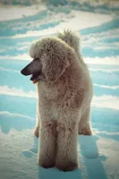 processed/9e6a9ff6-6275-433b-ab5a-cd89e11f8197/listing/267cf14a-c3f8-4955-bdea-4a9f858e1aaf/f0e3656b-dd19-47b5-b890-eba6d393425f