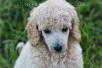 Upcoming Litter, a  Poodle - Standard  for sale in Verona, MO – Photo 7 of 10