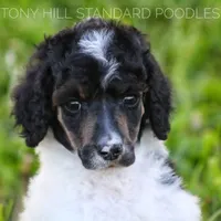 Upcoming Litter, a  Poodle - Standard  for sale in Verona, MO – Photo 8 of 10