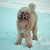 Upcoming Litter, a  Poodle - Standard  for sale in Verona, MO – Photo 10 of 10