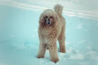 Upcoming Litter, a  Poodle - Standard  for sale in Verona, MO – Photo 10 of 10