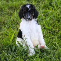Upcoming Litter, a  Poodle - Standard  for sale in Verona, MO – Photo 4 of 10