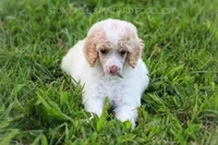 Upcoming Litter, a  Poodle - Standard  for sale in Verona, MO – Photo 1 of 10