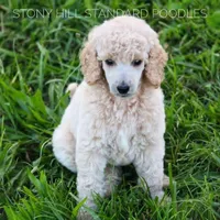 Upcoming Litter, a  Poodle - Standard  for sale in Verona, MO – Photo 6 of 10