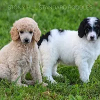 Upcoming Litter, a  Poodle - Standard  for sale in Verona, MO – Photo 5 of 10