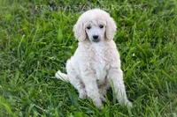 Upcoming Litter, a  Poodle - Standard  for sale in Verona, MO – Photo 2 of 10