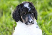 Upcoming Litter , a  Poodle - Standard  for sale in Verona, MO – Photo 1 of 10