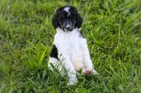 Upcoming Litter , a  Poodle - Standard  for sale in Verona, MO – Photo 8 of 10