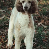 Upcoming Litter , a  Poodle - Standard  for sale in Verona, MO – Photo 9 of 10