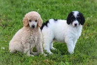 Upcoming Litter , a  Poodle - Standard  for sale in Verona, MO – Photo 4 of 10