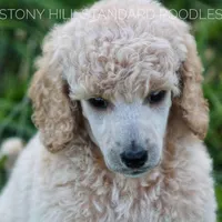 Upcoming Litter , a  Poodle - Standard  for sale in Verona, MO – Photo 2 of 10