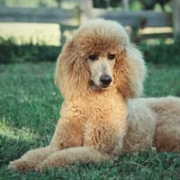 Upcoming Litter , a  Poodle - Standard  for sale in Verona, MO – Photo 10 of 10
