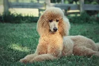 Upcoming Litter , a  Poodle - Standard  for sale in Verona, MO – Photo 10 of 10