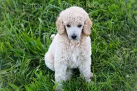 Upcoming Litter , a  Poodle - Standard  for sale in Verona, MO – Photo 6 of 10