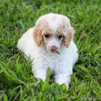 Upcoming Litter , a  Poodle - Standard  for sale in Verona, MO – Photo 5 of 10