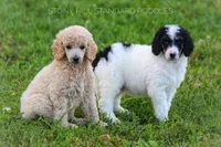 Devon, a male Poodle - Standard  for sale in Verona, MO – Photo 1 of 4