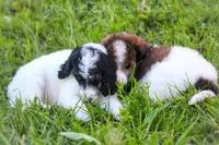 Devon, a male Poodle - Standard  for sale in Verona, MO – Photo 4 of 4