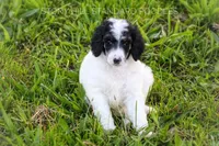 Devon, a male Poodle - Standard  for sale in Verona, MO – Photo 2 of 4