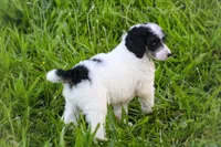 Devon, a male Poodle - Standard  for sale in Verona, MO – Photo 3 of 4