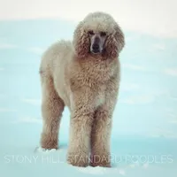 Upcoming Litter , a  Poodle for sale in Verona, MO – Photo 10 of 10