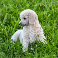 Upcoming Litter , a  Poodle for sale in Verona, MO – Photo 1 of 10