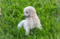 processed/9e6a9ff6-6275-433b-ab5a-cd89e11f8197/listing/ece499c2-c2ce-4a62-b46b-a60a298a75fb/9ecf9b66-ce34-41b1-af96-ae7ecea9a4ef