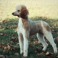 Upcoming Litter , a  Poodle for sale in Verona, MO – Photo 9 of 10