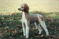 processed/9e6a9ff6-6275-433b-ab5a-cd89e11f8197/listing/ece499c2-c2ce-4a62-b46b-a60a298a75fb/bca79089-f1e2-4cd4-a6a2-9edba66442b4